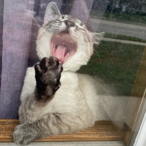 MEET MY PETS (: - Picture 14 of 16